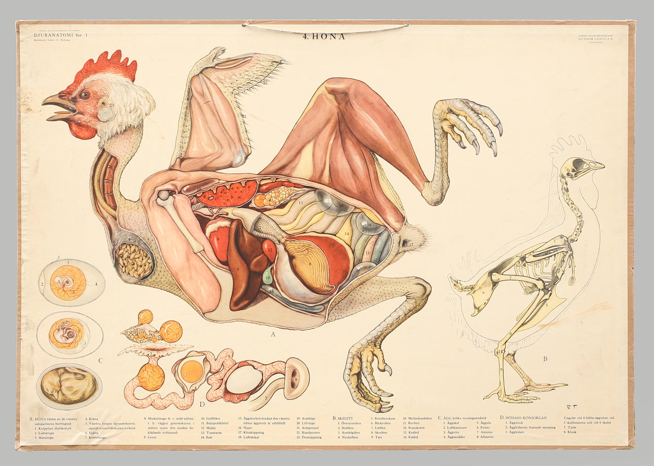 SKOLPLANSCH offsettryck. Höna, skelett, hönans könsorgan.
