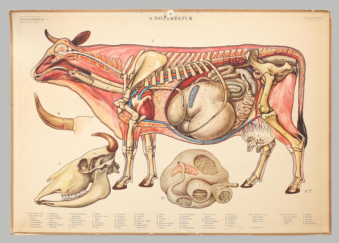 SKOLPLANSCH offsettryck. Nötkreatur, hörn, kranium, kons magar.