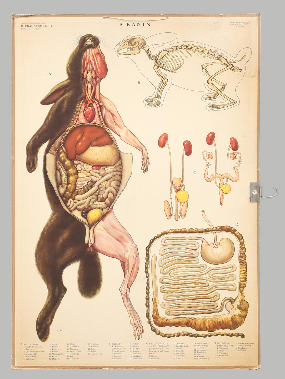 SKOLPLANSCH offsettryck. Kanin, skelett, utsöndrings- och könsorgan, matsmältningskanal.