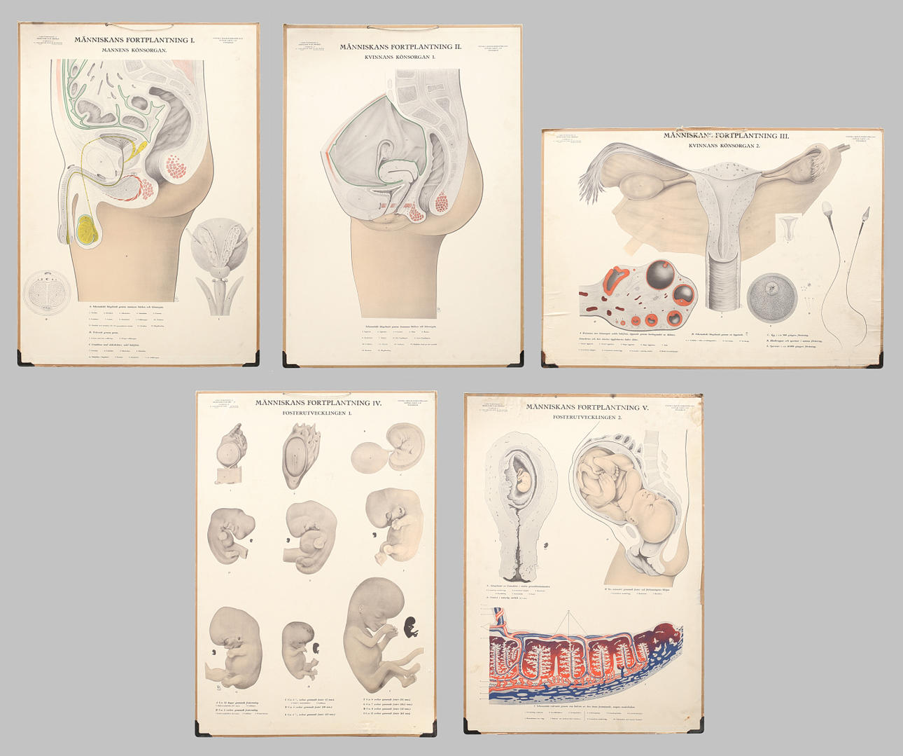 SKOLPLANSCHER, 5 st offsettryck. Människans fortplantning I-V.