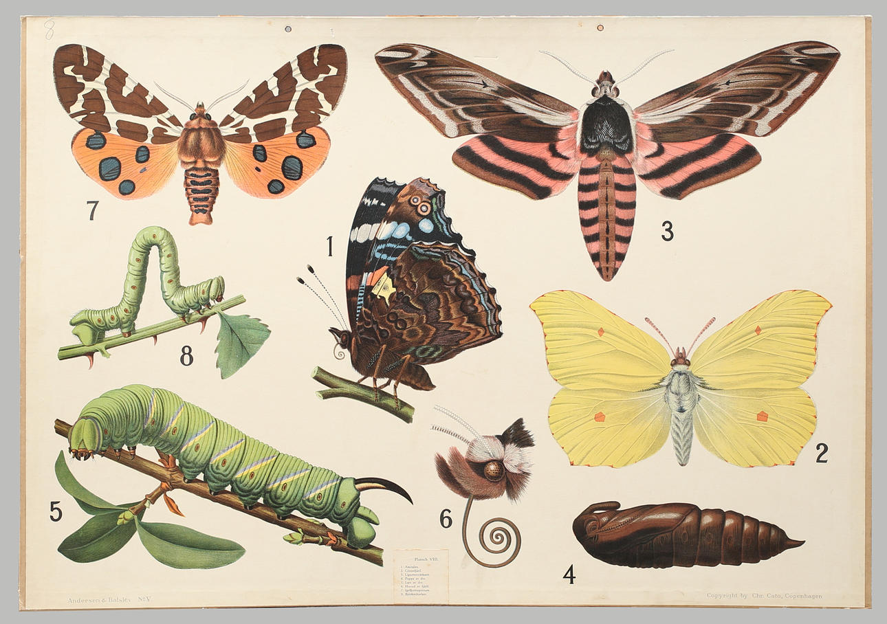 SKOLPLANSCH offsettryck, fjärilar.