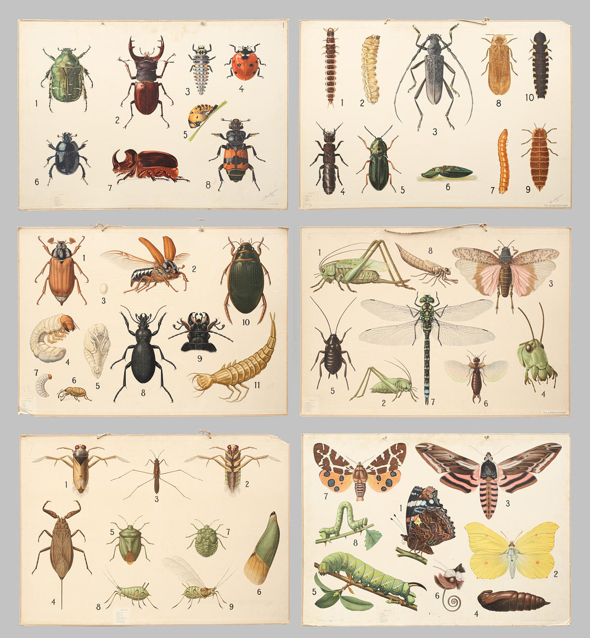 SKOLPLANSCHER 6 st offsettryck. Insekter.