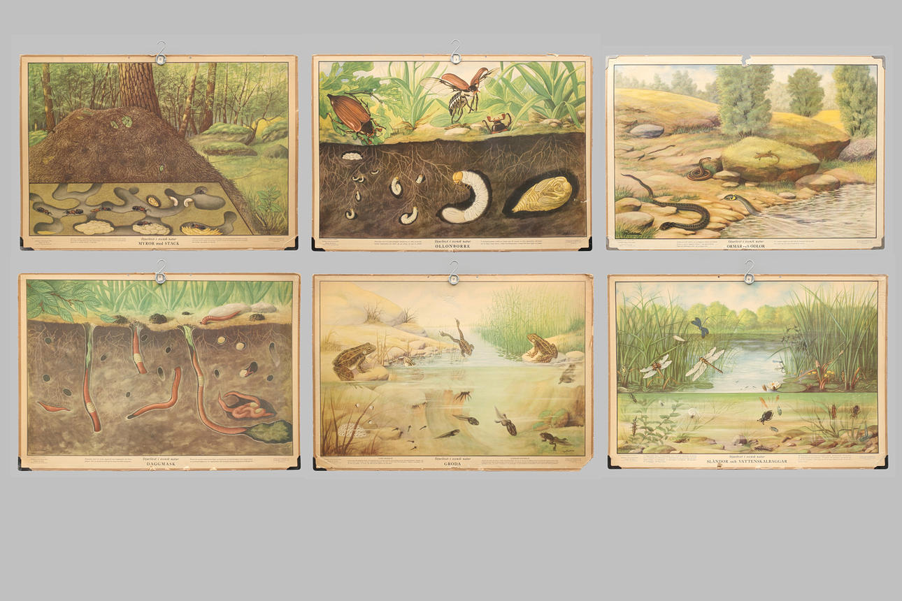 SKOLPLANSCHER 6 st offsettryck. Djurlivet i svensk natur.