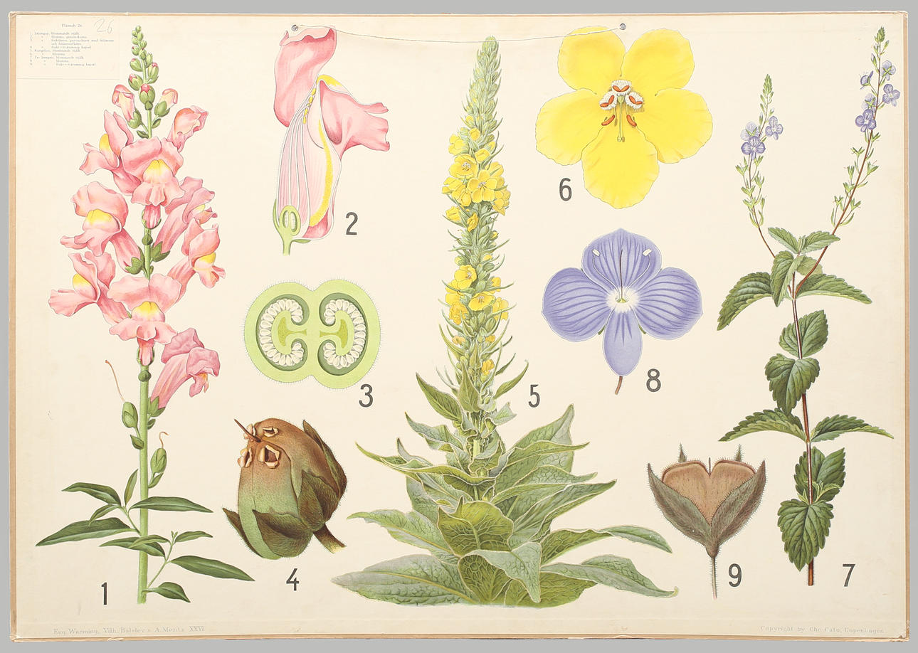 SKOLPLANSCH offsettryck. Lejongap, kungsljus, ärenpris.