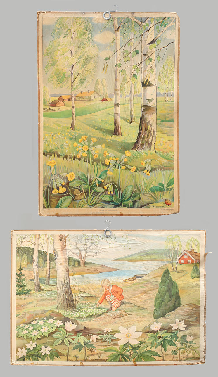 SKOLPLANSCHER 2 st, offsettryck, Gullvivor i björkbacken samt Vitsippporn blomma.