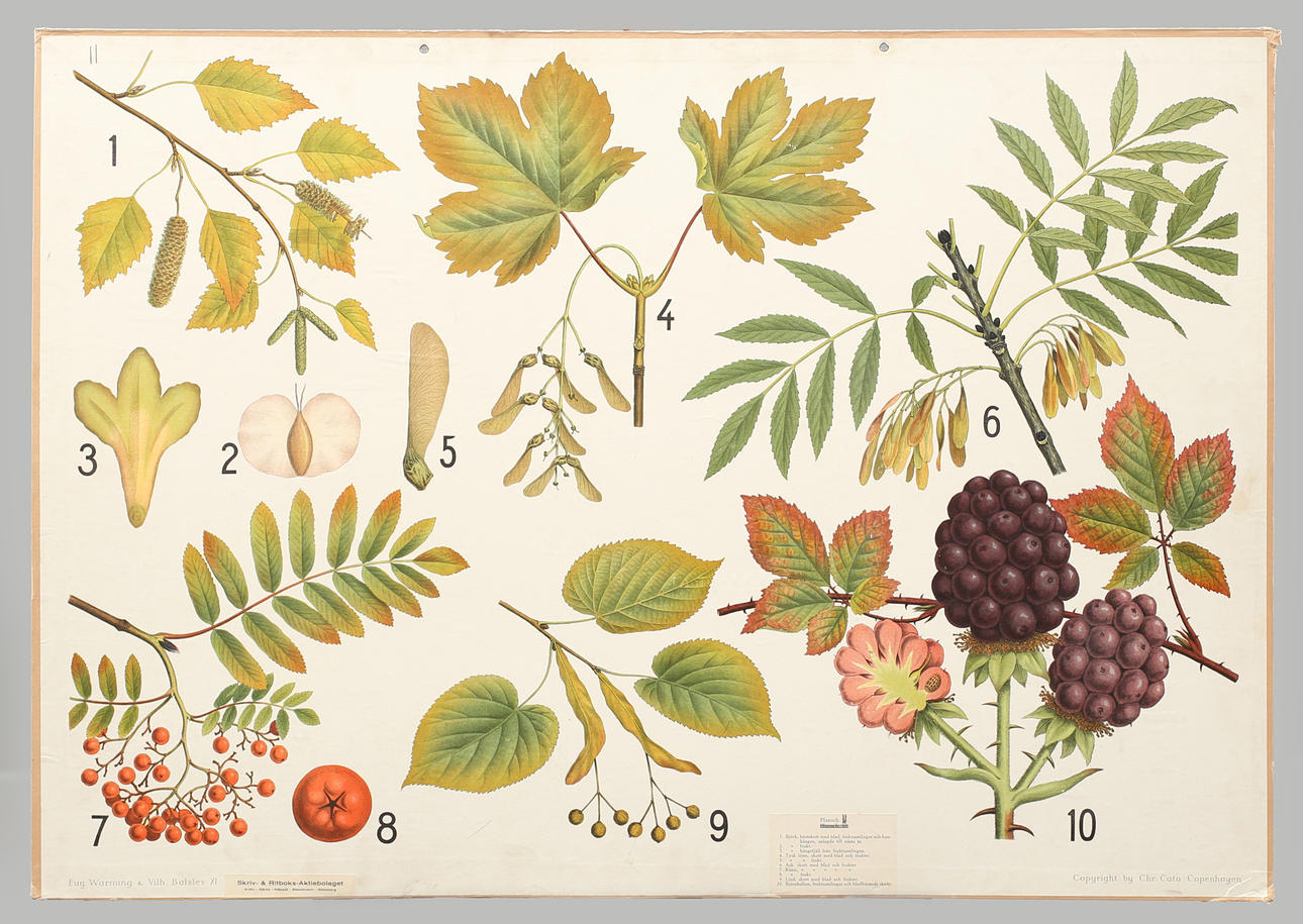 SKOLPLANSCH offsettryck. Björk, tysk lönn, ask, rönn, lind, björnhallon.