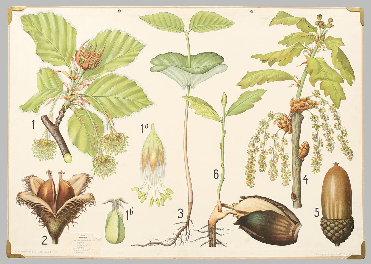 SKOLPLANSCH offsettryck. Bok och ek.