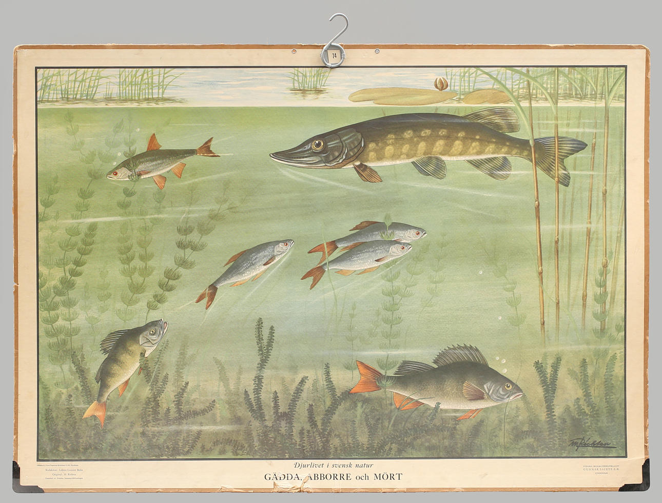 SKOLPLANSCH, offsettryck, Gädda, abborre och mört.