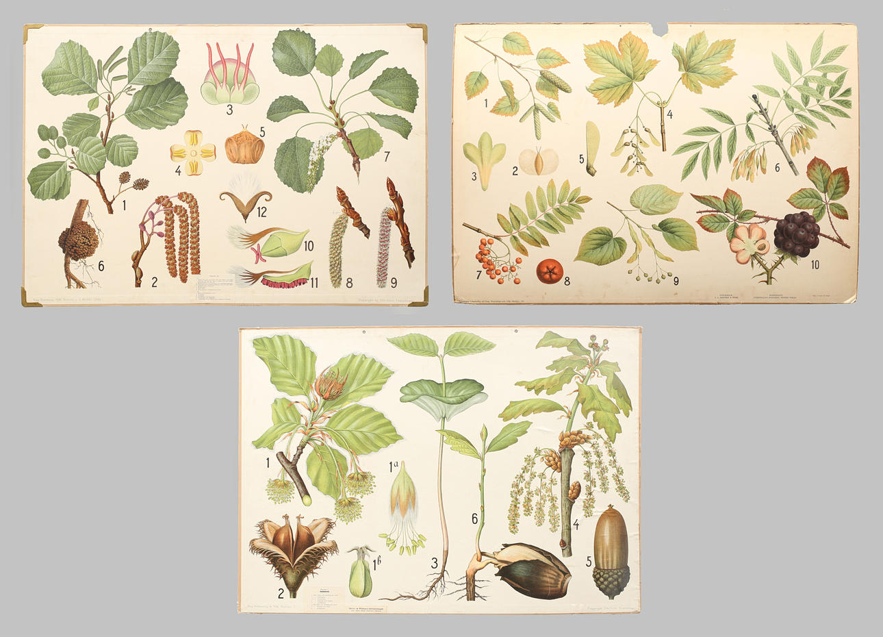 SKOLPLANSCHER, 3 st offsettryck. Botaniska verk.