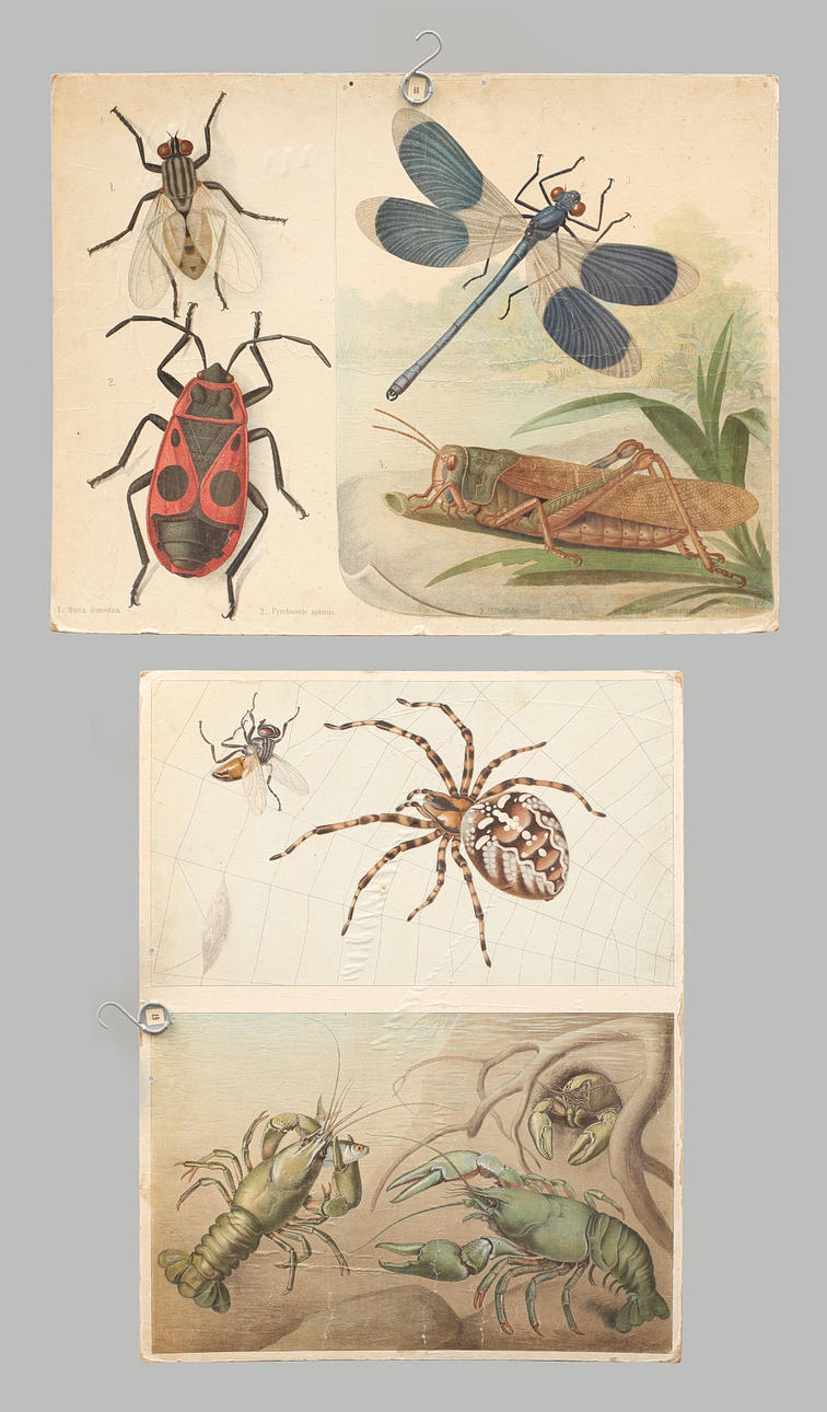 SKOLPLANSCHER 2 st, offsettryck. trollslända, kräftor mm.