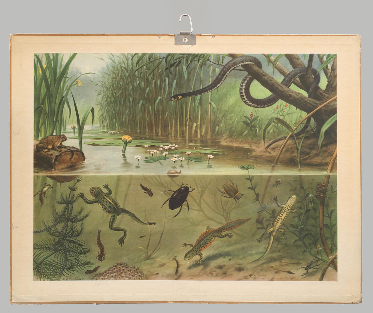 SKOLPLANSCH offsettryck. Djurliv i dammen.