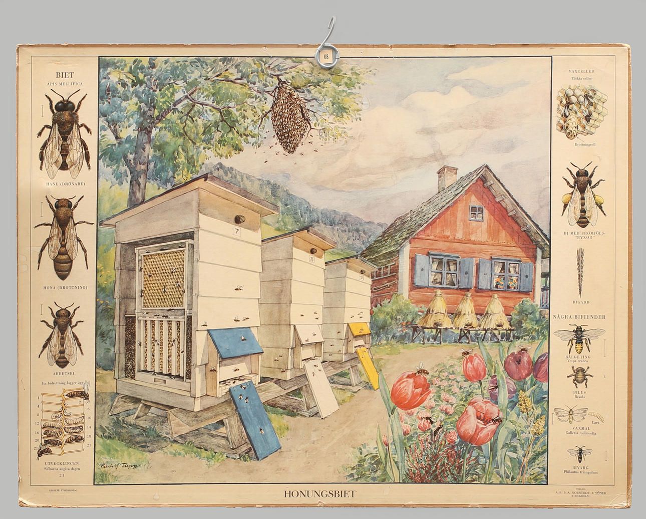 SKOLPLANSCH, offsettryck, Honungsbiet.