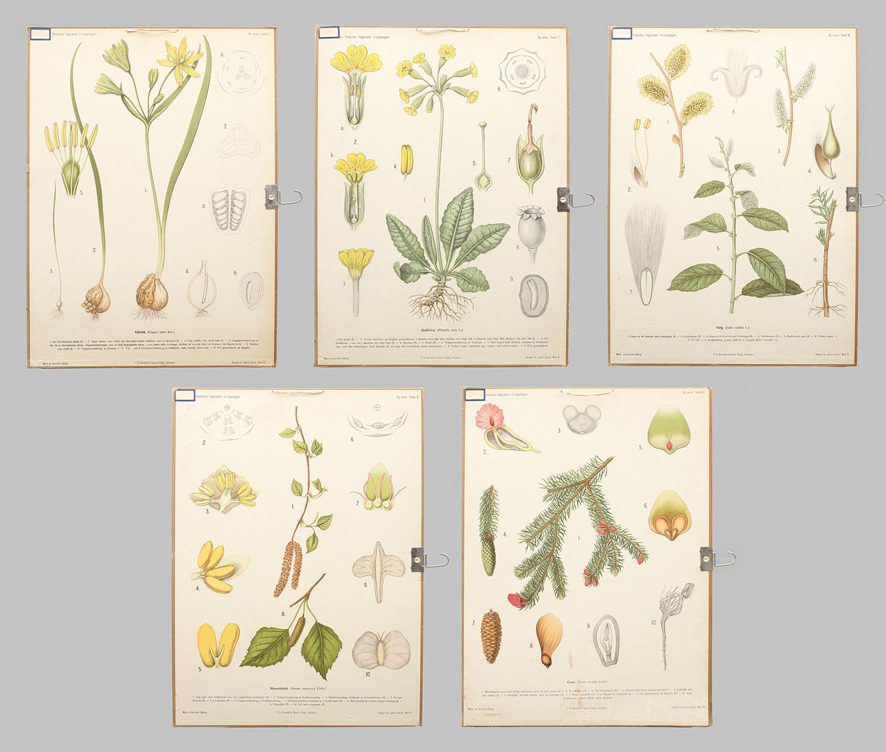 SKOLPLANSCHER 5 st offsettryck. Botaniska planscher VI-X.