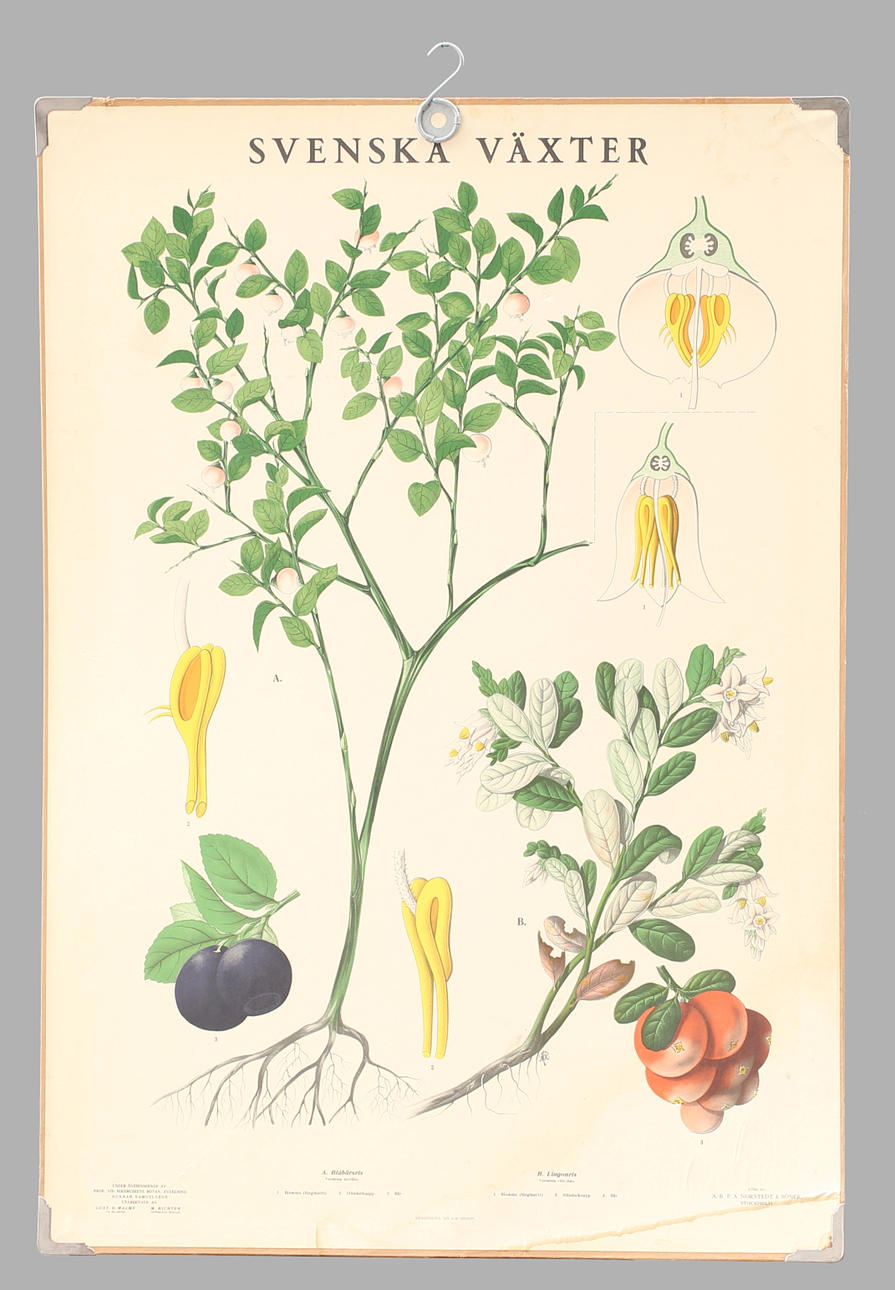 SKOLPLANSCH, offsettryck. Svenska växter.