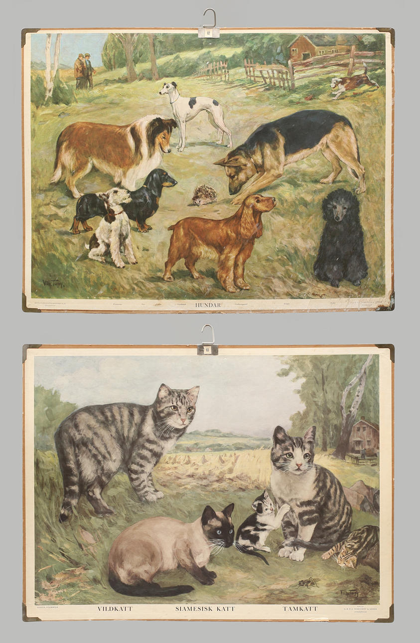 SKOLPLANSCHER, 2 st, offsettryck, Vildkatt, siamesisk katt och tamkatt samt Hundar.
