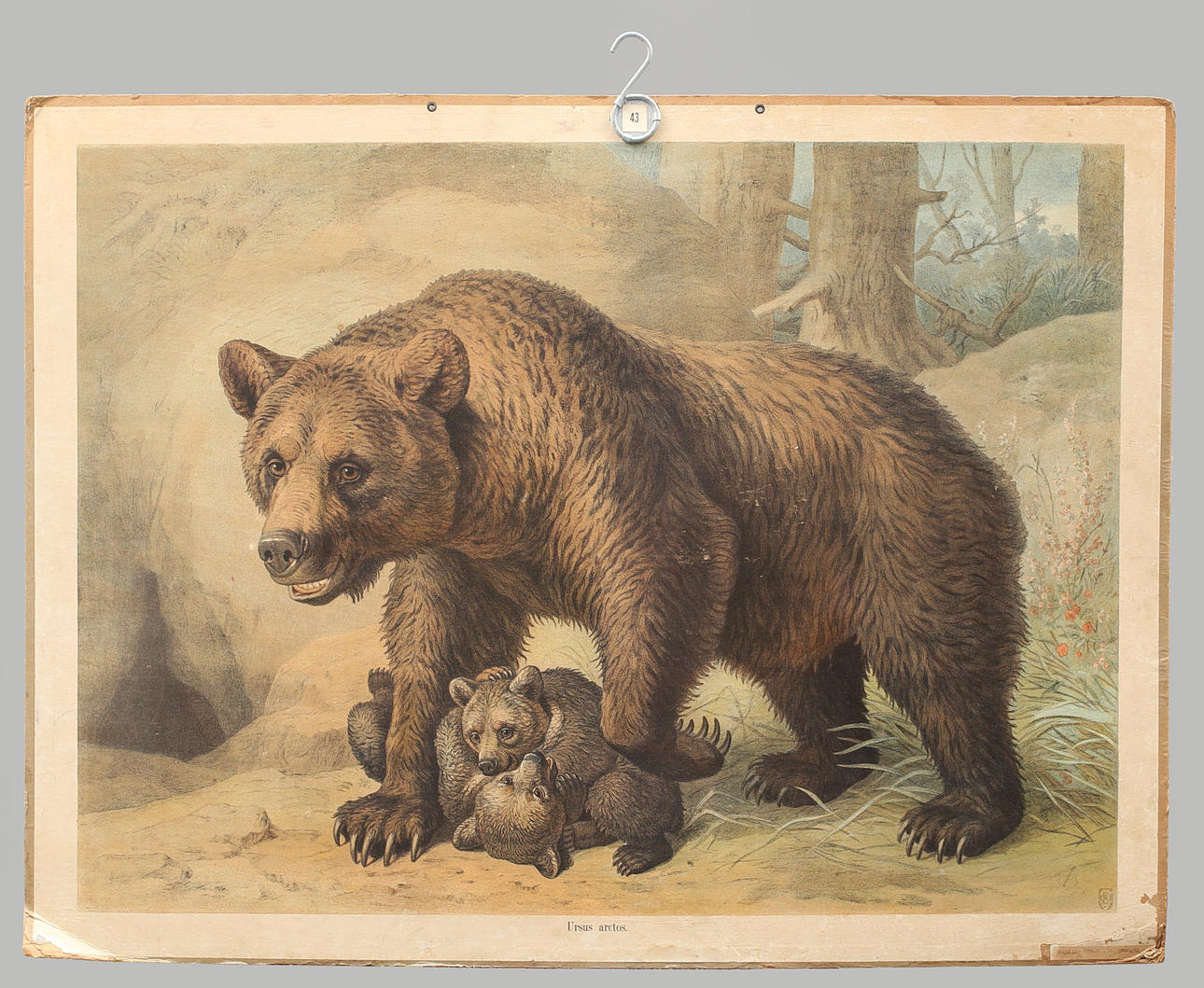 SKOLPLANSCH offsettryck. Ursus arctos, brunbjörn.