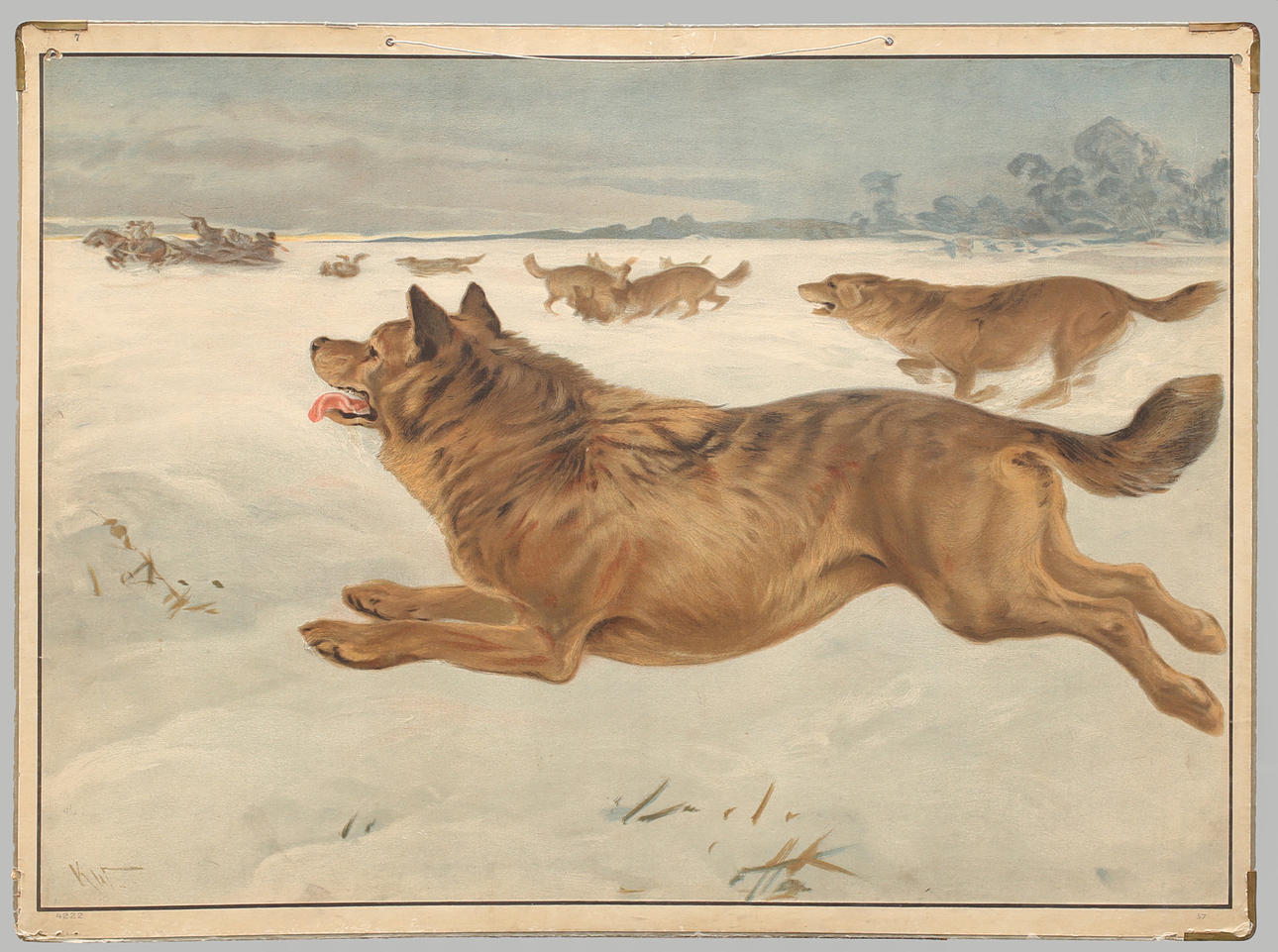 SKOLPLANSCH, offsettryck. Vargen (Canis lupus).