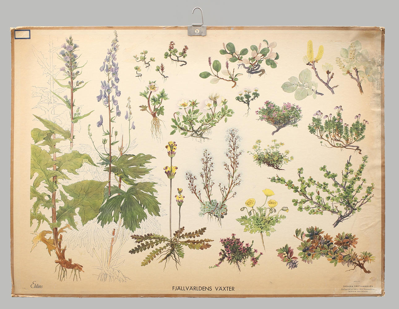 SKOLPLANSCH offsettryck. Svenska växtsamhällen, fjällvärldens växter.