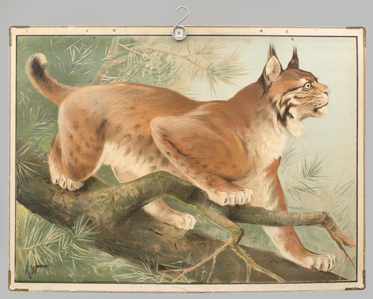 SKOLPLANSCH, offsettryck. Lodjuret (Lynx lynx).