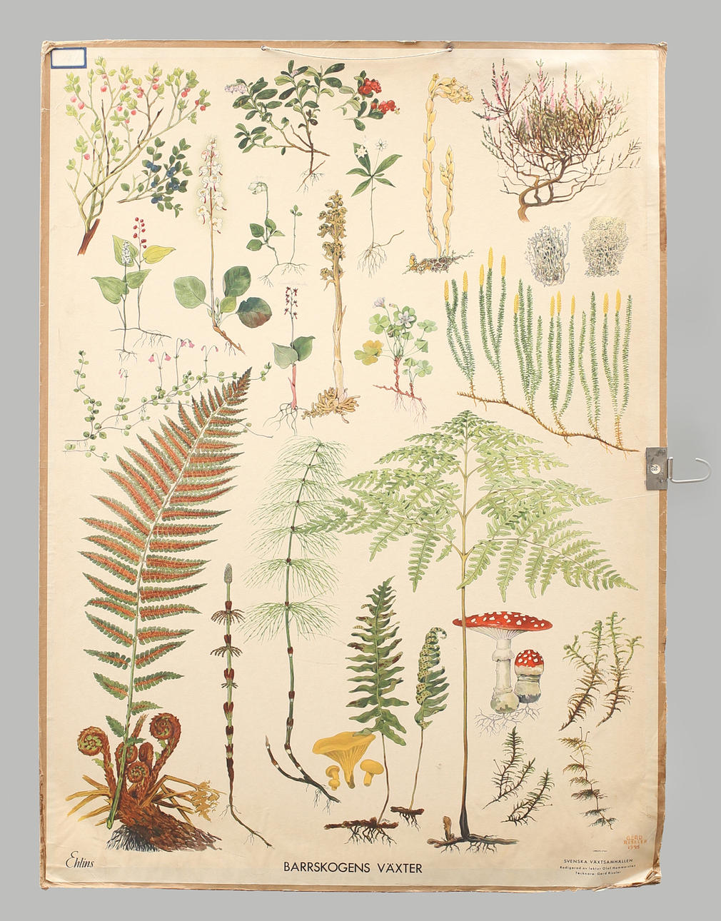 SKOLPLANSCH offsettryck. Svenska växtsamhällen, barrskogens växter.