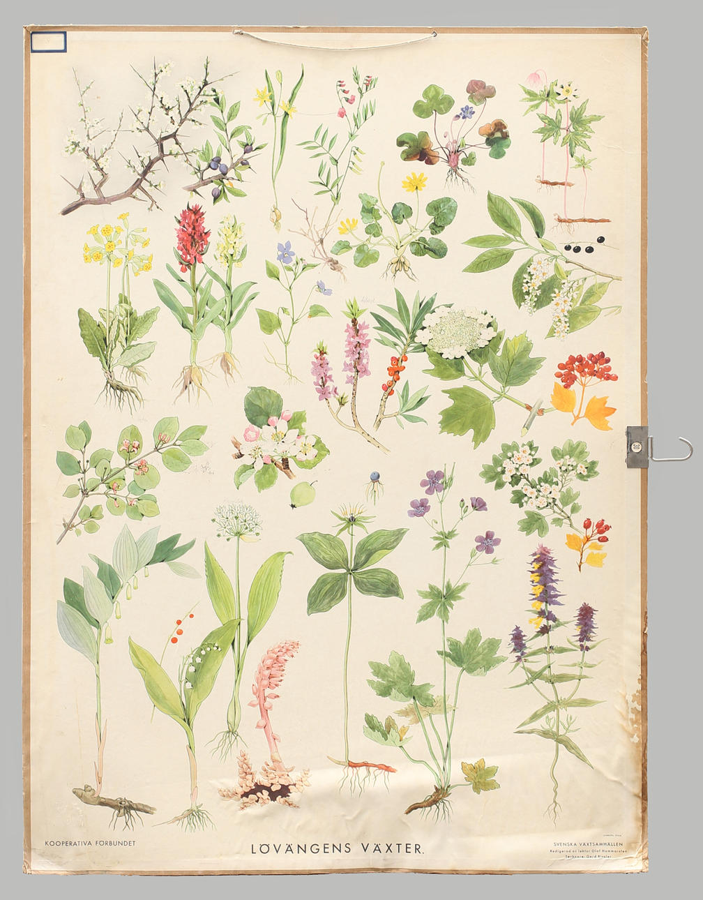 SKOLPLANSCH offsettryck. Svenska växtsamhällen, lövängens växter.