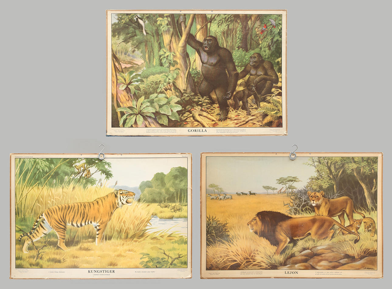 SKOLPLANSCHER, 3 st, offsettryck. Kungstiger, lejon och gorilla.