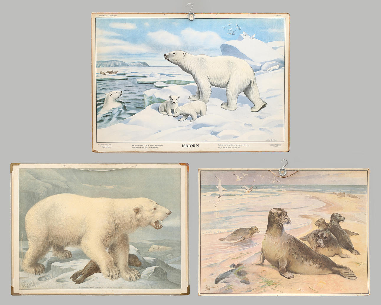 SCHOOL PLANS, 3 pcs, offset printing. Polar bears and seals.