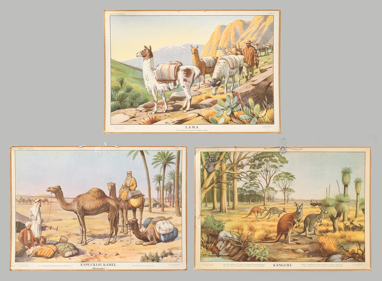 SKOLPLANSCHER, 3 st, offsettryck. Lama, dromedar och känguru.