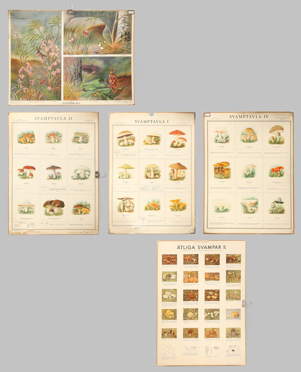 SKOLPLANSCHER, 5 st, offsettryck. Svampar och nattfjäriller.
