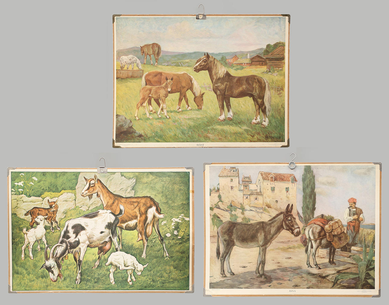 SKOLPLANSCHER, 3 st, offsettryck. Häst, åsna och get.