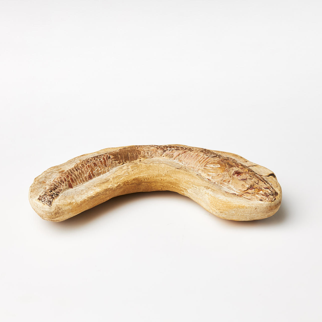 FISH FOSSILS, Mesozoic, 66-252 million years old.