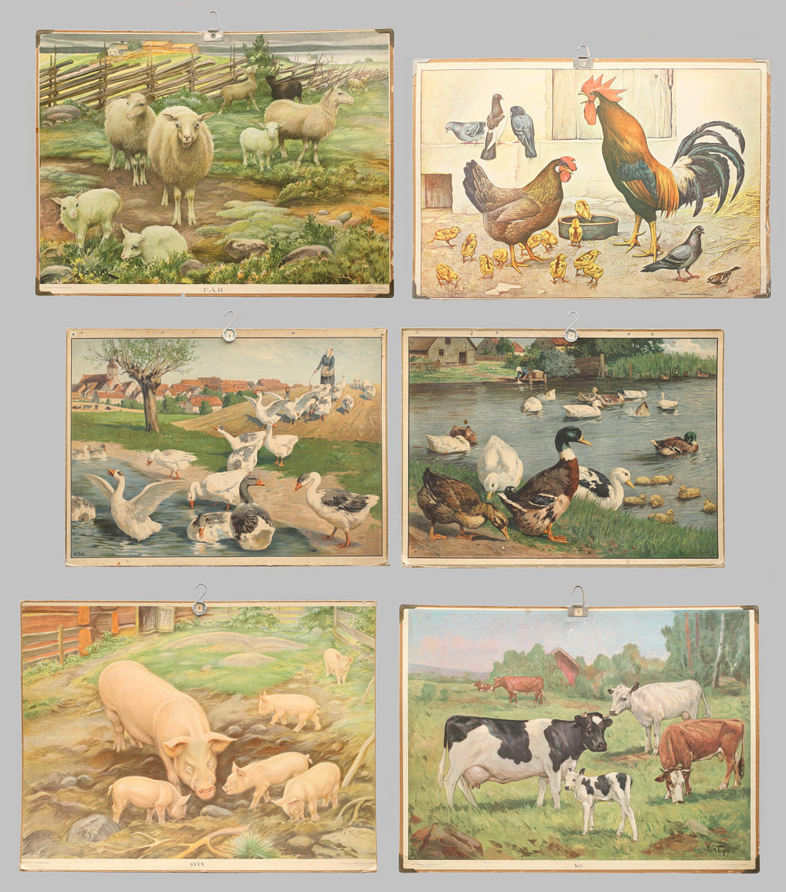 SKOLPLANSCHER, 6 st, offsettryck. Gås, höna, ko m. fl.