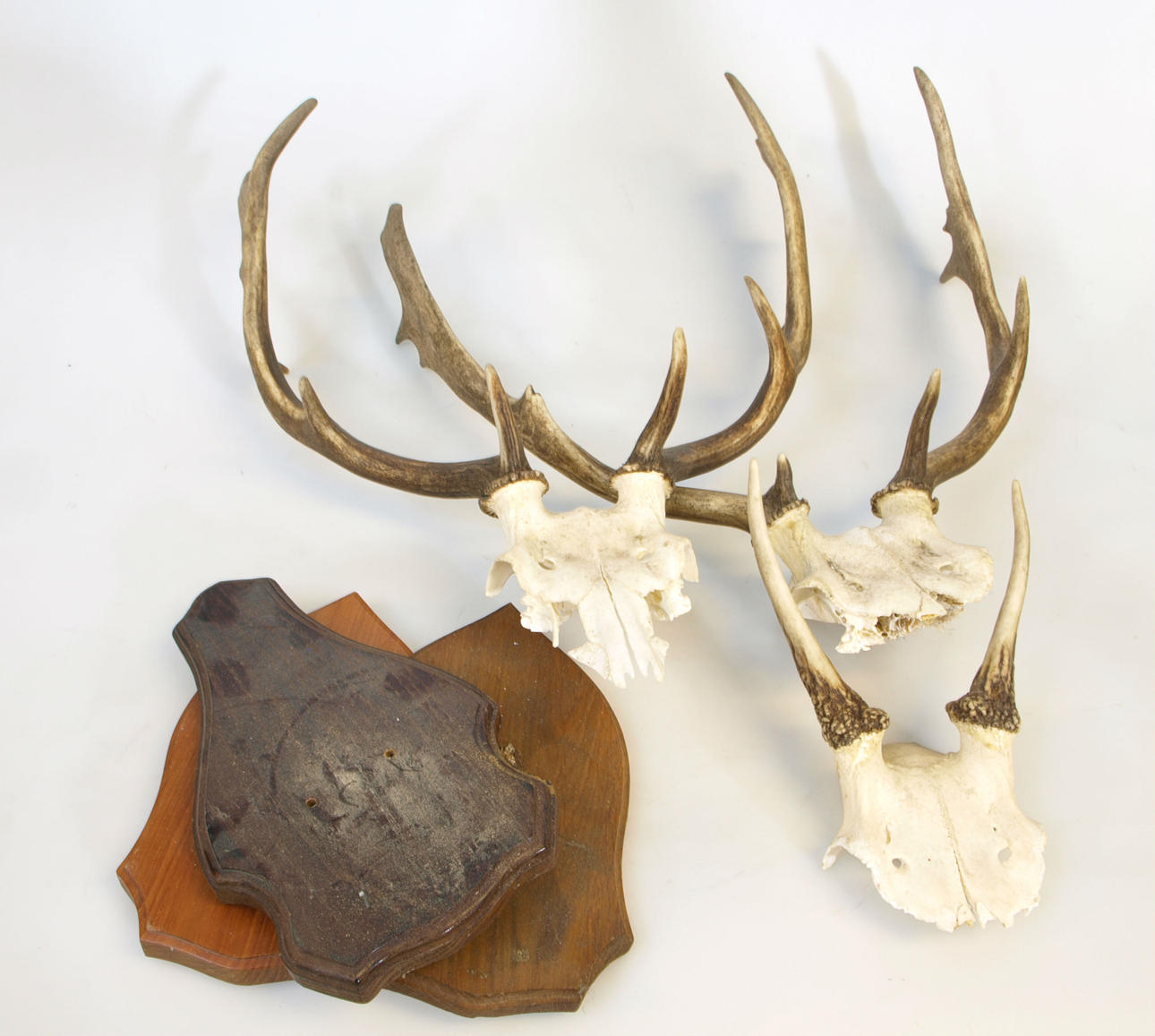 HORN, med lösa träplattor för montering, 3 stycken, 1900-tal.