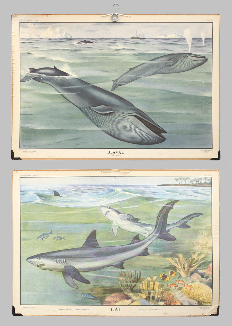 SKOLPLANSCHER, 2 st, offsettryck, Blåval & Haj.