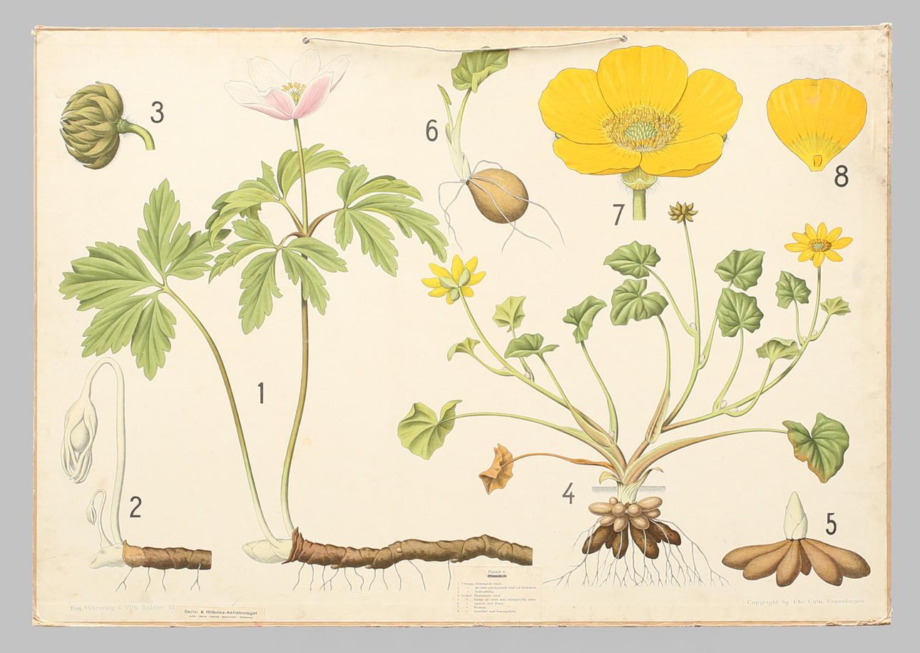 SKOLPLANSCH, offsettryck. Vitsippa och Svalört.