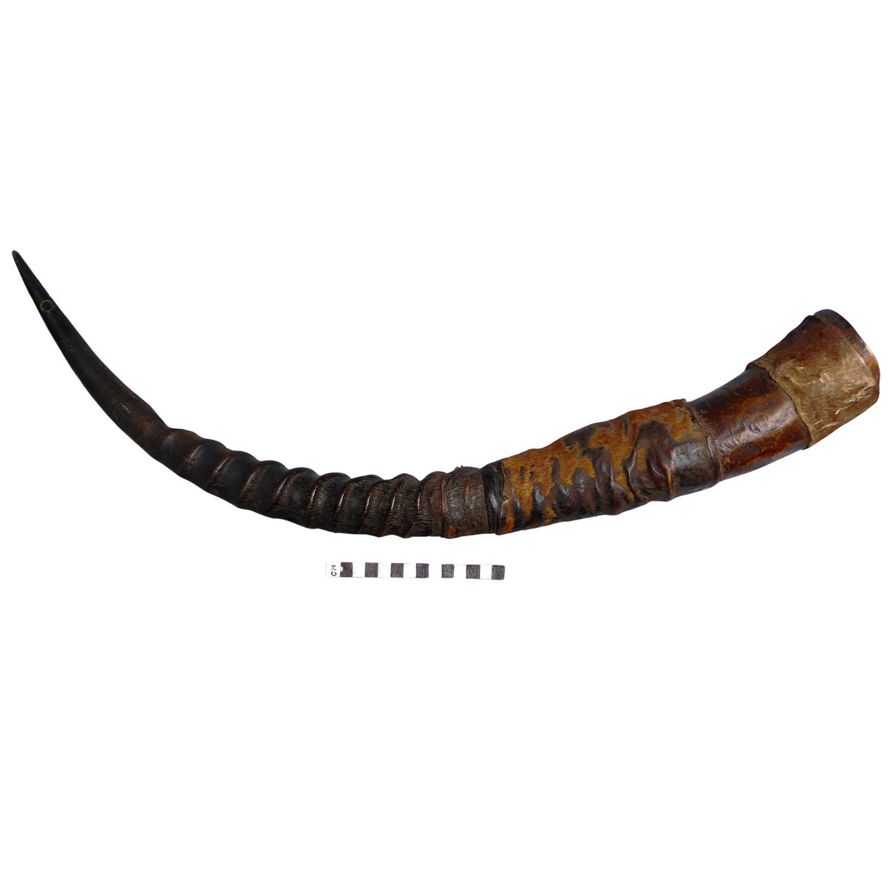 AN ANGOLAN HORN TRUMPET.