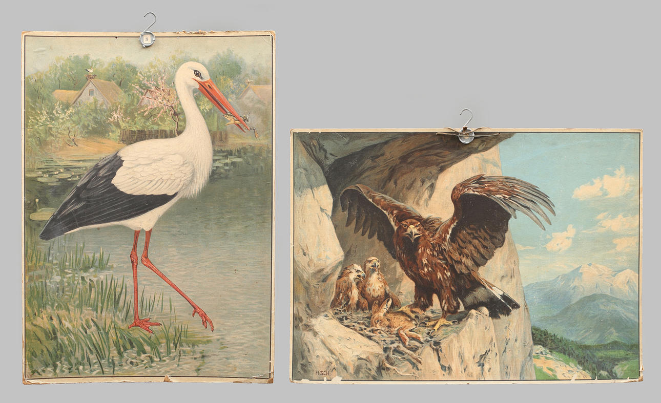SKOLPLANSCHER 2 st offsettryck. Stork och kungsörn.