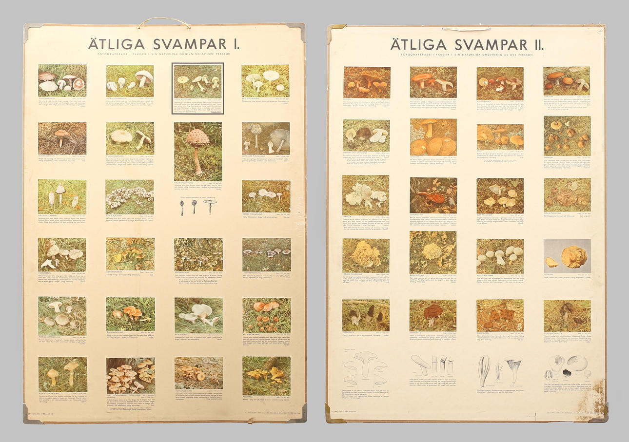 SKOLPLANSCHER 2 st, offsettryck, Ätliga svampar I & II.