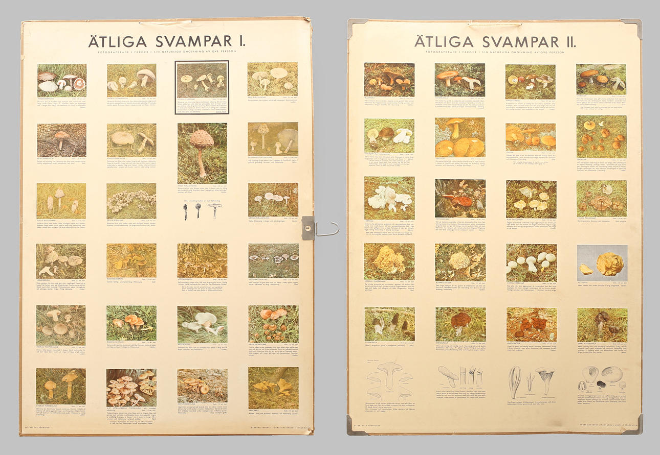 SKOLPLANSCHER 2 st, offsettryck, Ätliga svampar I & II.