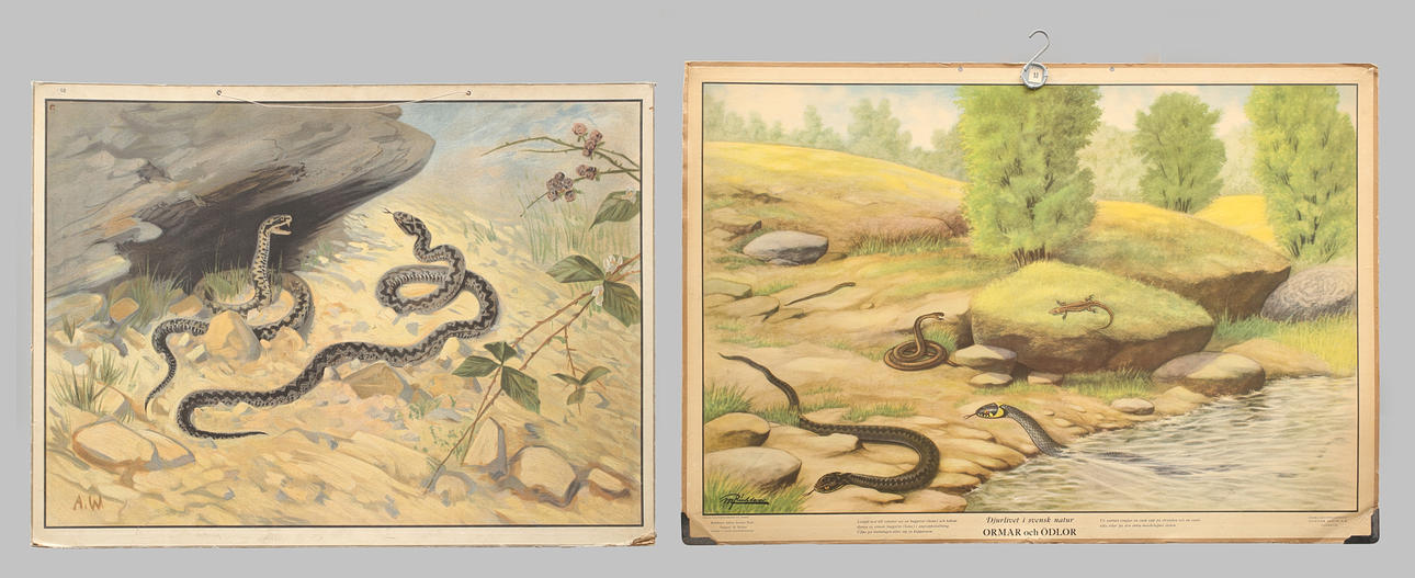 KOULUSUUNNITELMAT 2 kpl, offsetpaino, Käärmeitä ja liskoja.