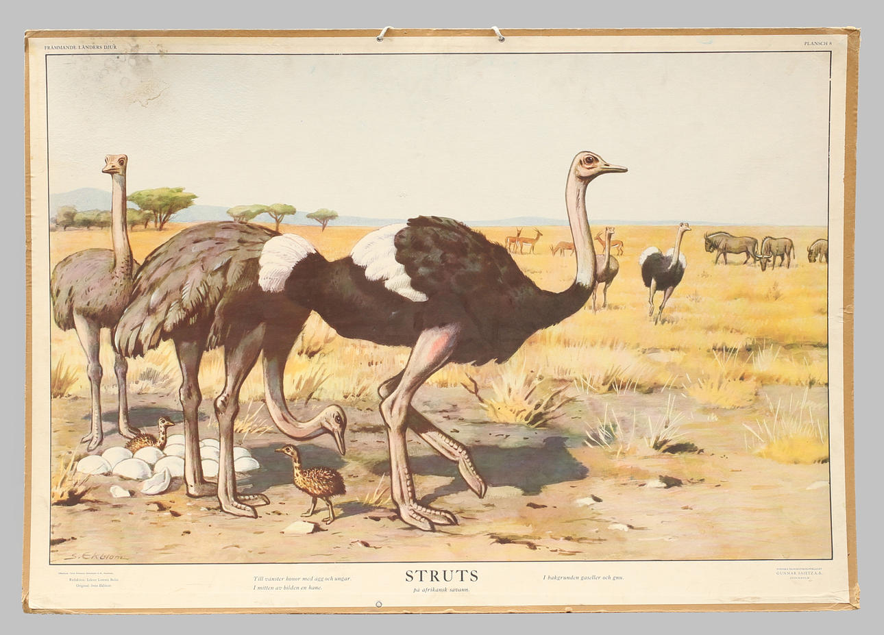 SKOLPLANSCH, offsettryck, Struts på afrikansk savann.