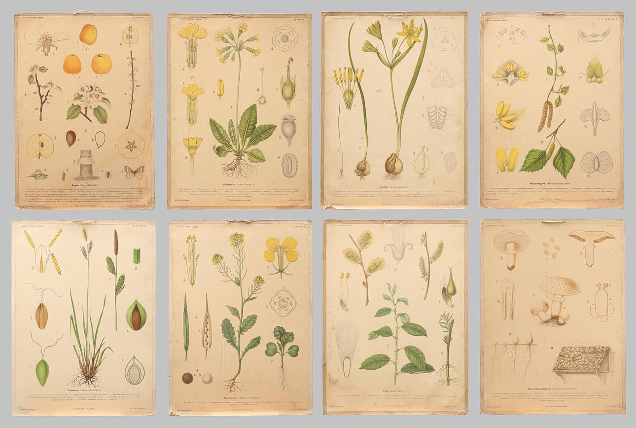 SKOLPLANSCHER, 8 st, offsettryck, Botaniska motiv.