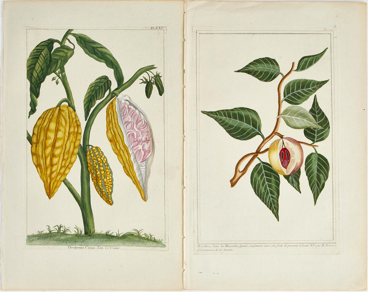 BUC'HOZ, HÅNDFARVEDE PLANTEPLADER (2), 1700-TALLET.