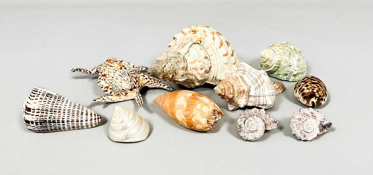SHELLS, A Collection, 10 pcs. Collectables - Other collectables - Auctionet