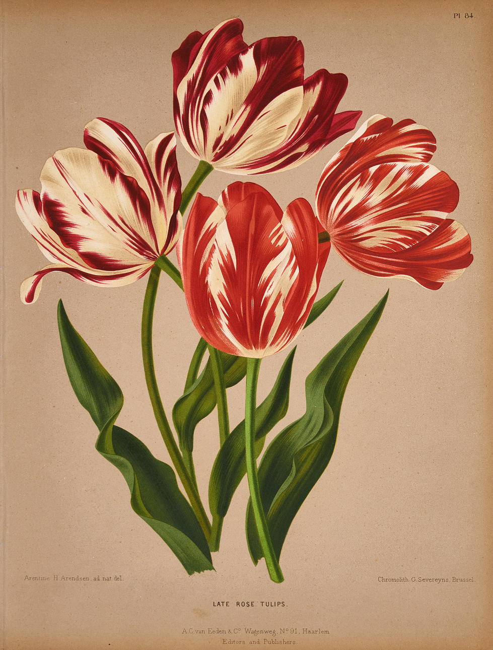 ARENDSEN, FLORAL PLANSCHER (2), 19TH CENTURY. Books, Maps & Manuscripts ...