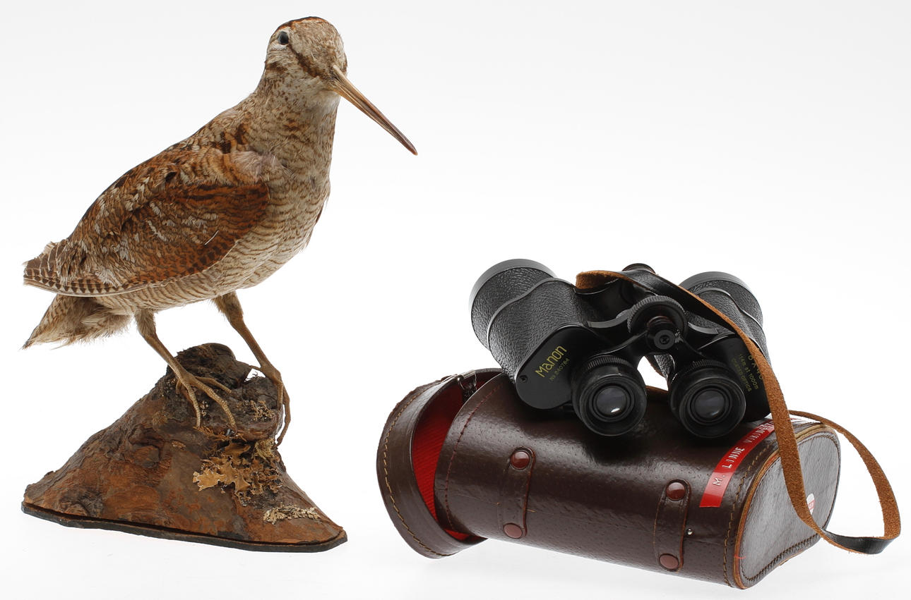 MORKULLA, uppstoppad, KIKARE, Manon 8x40.