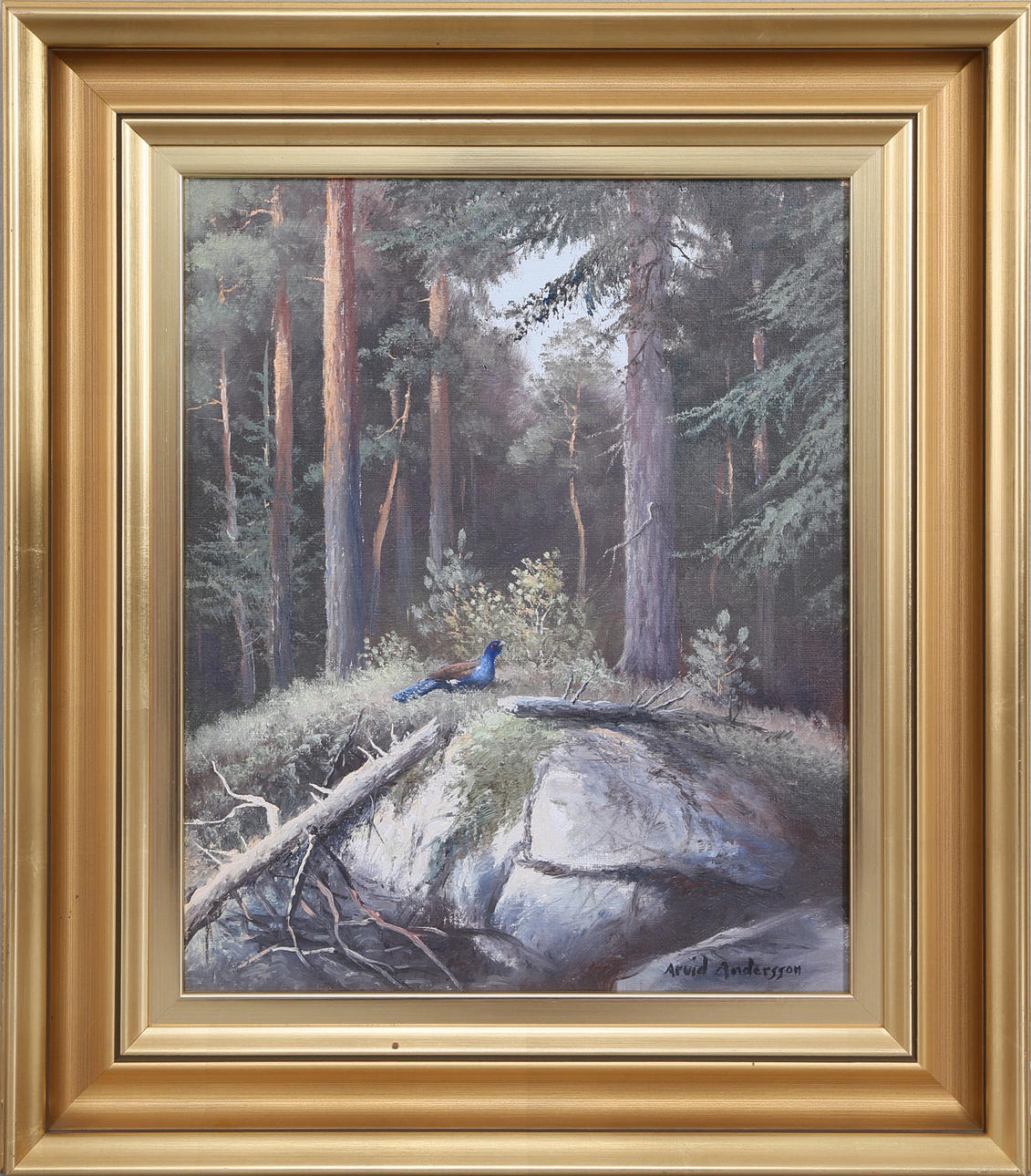 ARVID ANDERSSON. Tjäder i skogen, olja på duk, signerad.