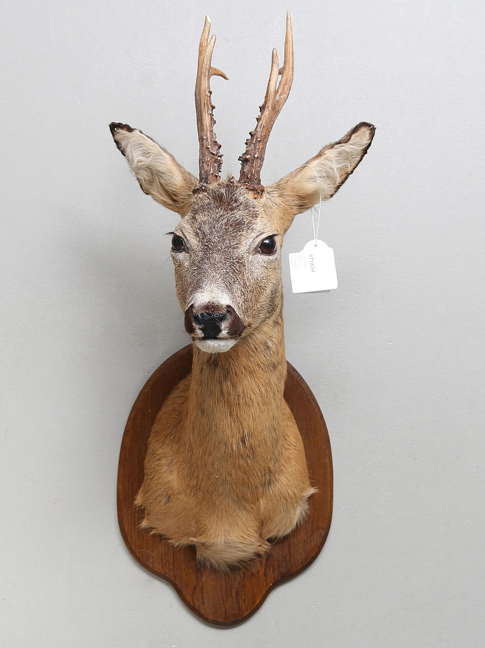 JAKTTROFÉ, råbock, uppstoppad, monterat på träsköld för vägghägning.
