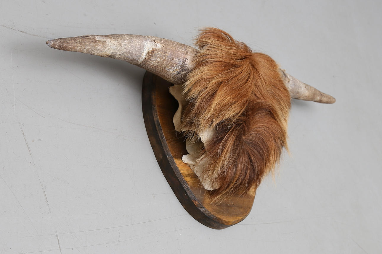 HORN, Highland Cattle, monterad på träsköld.