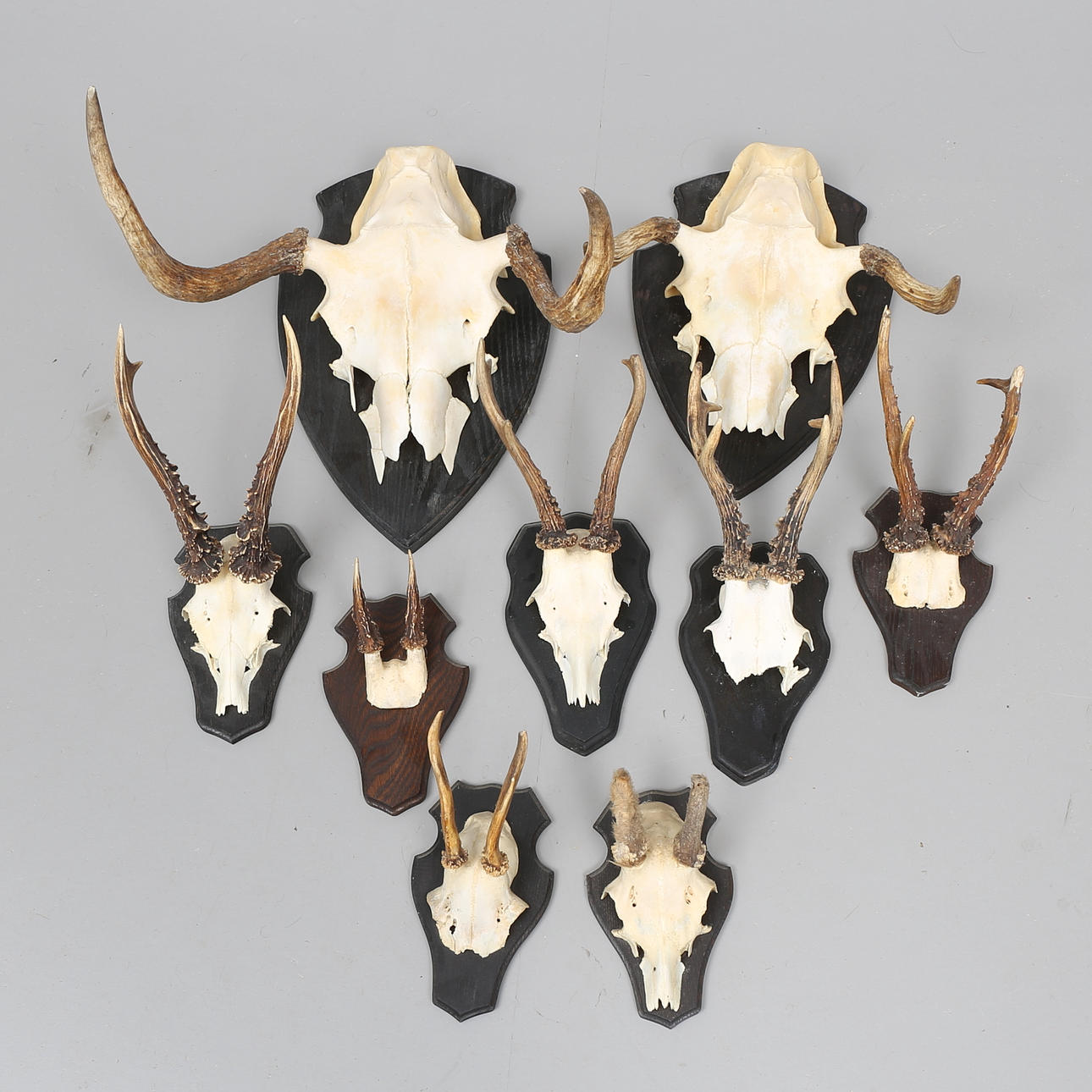 JAKTTROFÉER, 9 st, horn monterade på träplattor.